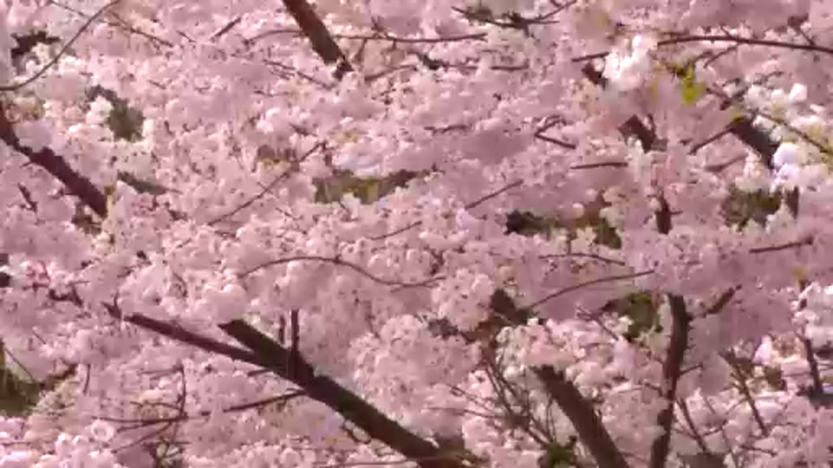 davidus crisponicus add spring blossom porn photo